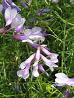 Vicia Melanops (fam. Papilionacees) (Europe meridionale) (1) (Photo F. Mrugala)